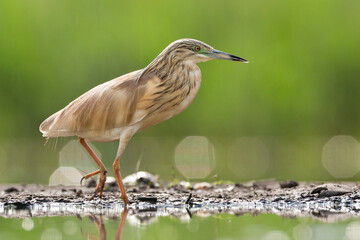 Ralreiger, Squacco Heron, Ardeola ralloides