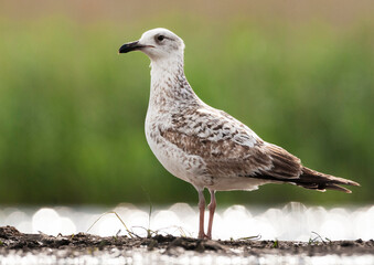 Pontische Meeuw, Caspian Gull, Larus cachinnans