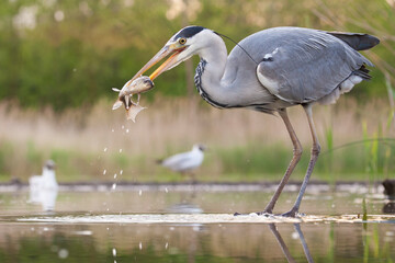 Blauwe Reiger, Grey Heron, Ardea cinerea