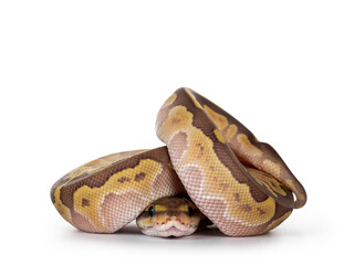 Defensive curled up Lesser Pastel Ballpython aka Python Regius, isolated on white background.