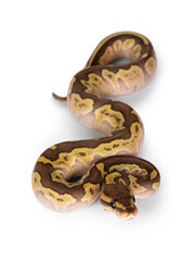 Lesser Pastel baby ballpython on white