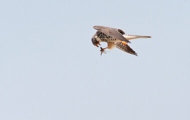 Amur Falcon, Falco amurensis