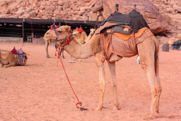 a tethered pet camel waits for tourists in the Wadi Ram desert, Jordan