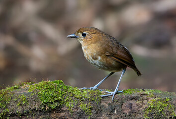 Brown-banded Antpitta, Grallaria milleri