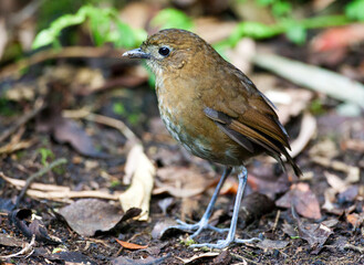 Brown-banded Antpitta, Grallaria milleri