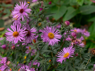 pink and yellow flowers