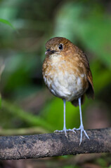 Brown-banded Antpitta, Grallaria milleri
