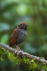 Bicolored Antpitta, Grallaria rufocinerea