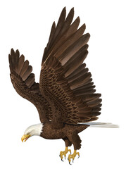 Seeadler, Freisteller