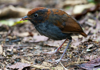 Bicolored Antpitta, Grallaria rufocinerea