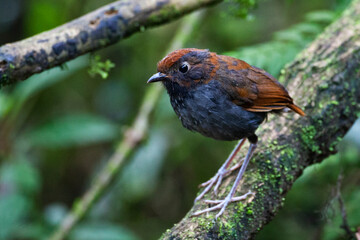 Bicolored Antpitta, Grallaria rufocinerea