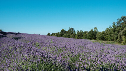 Fototapeta na wymiar field of purple lavender