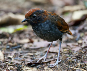 Bicolored Antpitta, Grallaria rufocinerea