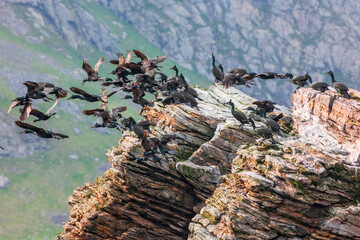 Shags taking off from a cliff in a wild landscape