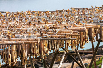 Stockfish on a drying flake in Lofoten, Norway