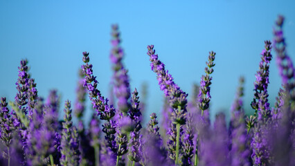 Lavender flower in provence