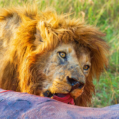 Lion licking blood a dead animal