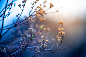 The first leaves of lilac in spring. The buds of lilac growing in early spring.