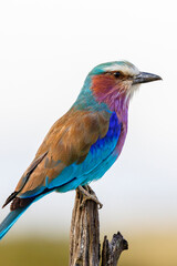 Close up of a Lilac-breasted roller in Africa