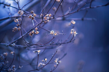 The first leaves of lilac in spring. The buds of lilac growing in early spring.