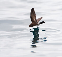 Sierlijk stormvogeltje, Elliot's Storm-Petrel, Oceanites gracili