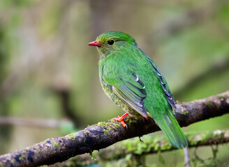 Groen-zwarte Cotinga, Green-and-black Fruiteater, Pipreola riefferii