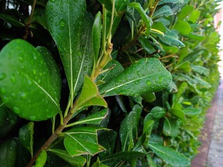 leaves in the garden