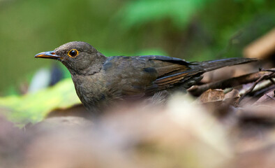 Glossy-black Thrush, Turdus serranus