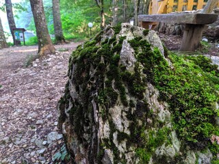 tree in the forest