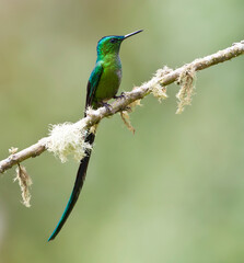 Langstaartnimf, Long-tailed Sylph, Aglaiocercus kingii