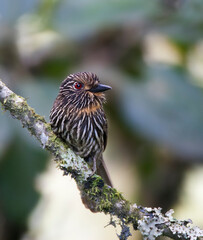 Okerborstbaardkoekoek, Black-streaked Puffbird, Malacoptila fulvogularis