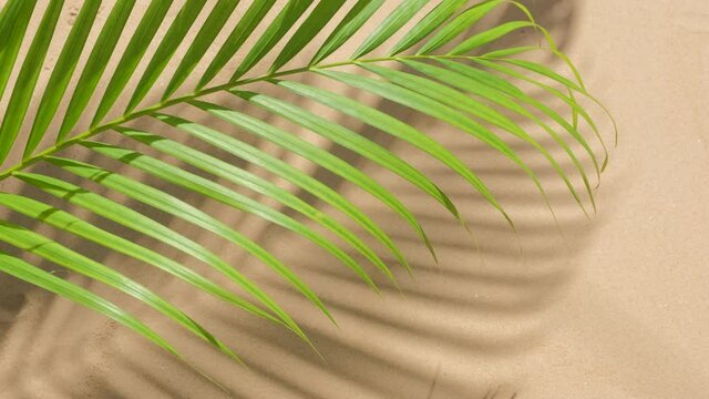 nature background of green palm leaf in wind with shadows overlay on sand beach texture background.