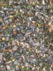 fallen autumn leaves