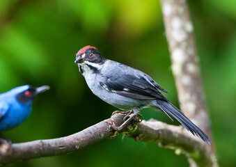 White-winged Brush-Finch, Atlapetes leucopterus
