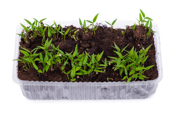 Young bell pepper seedlings in a transparent plastic container