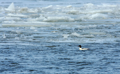 Common Merganser, Mergus merganser