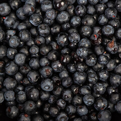 Fresh dark blueberry