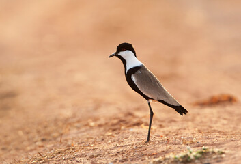 Spur-winged Plover, Vanellus spinosus