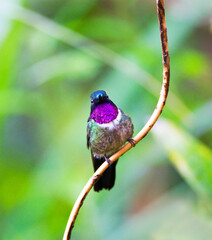 Amethyst-throated Sunangel, Heliangelus amethysticollis
