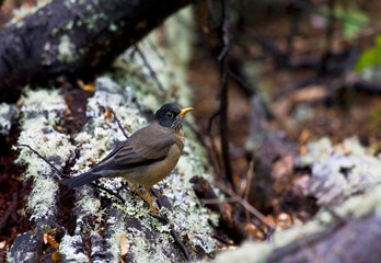 Magelhaenlijster, Austral Thrush, Turdus falcklandii