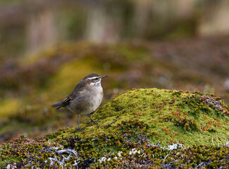 Bandvleugelwipstaart, Bar-winged Cinclode, Cinclodes fuscus