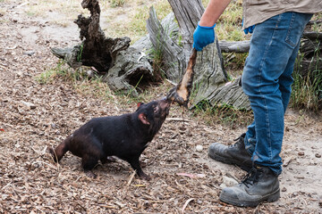 Animal keeper feed Tasmanian devil at sanctuary