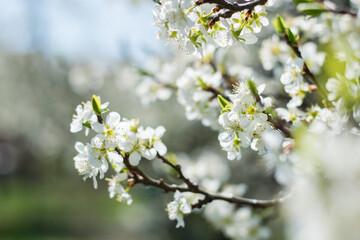 Cherry tree blossom in spring