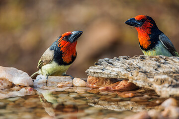 Black collared Barbet couple standing at waterhole in Kruger National park, South Africa ; Specie Lybius torquatus family of Ramphastidae