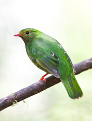 Green-and-black Fruiteater, Pipreola riefferii