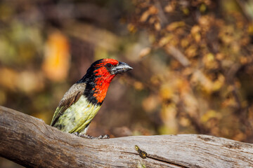 Black collared Barbet standing in a log with fall color background in Kruger National park, South Africa ; Specie Lybius torquatus family of Ramphastidae