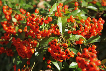Baies rouges de pyracantha en automne