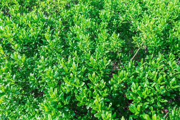 Obraz premium Beautiful green natural background of green leaves in spring.