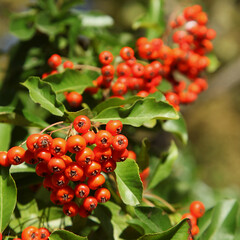 Baies rouges de pyracantha en automne