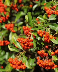 Baies rouges de pyracantha en automne